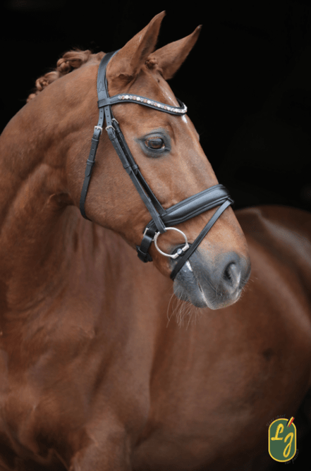 LJ Leathers Hoofdstel Brownie Aansnoerneusriem Trenshoofdstellen - Maddelin Equestrian LJ Leathers