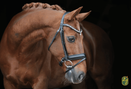 LJ Leathers Hoofdstel Brownie Aansnoerneusriem Trenshoofdstellen - Maddelin Equestrian LJ Leathers