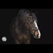 LJ Leathers Hoofdstel JACKSON Trenshoofdstellen - Maddelin Equestrian LJ Leathers