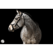 LJ Leathers Hoofdstel JACKSON Trenshoofdstellen - Maddelin Equestrian LJ Leathers