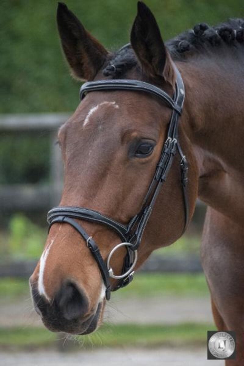 LJ Leathers Hoofdstel Legacy Gecombineerde Neusriem Trenshoofdstellen - Maddelin Equestrian LJ Leathers