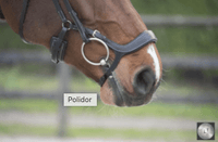 LJ Leathers Hoofdstel Legacy/Polidor Trenshoofdstellen - Maddelin Equestrian LJ Leathers