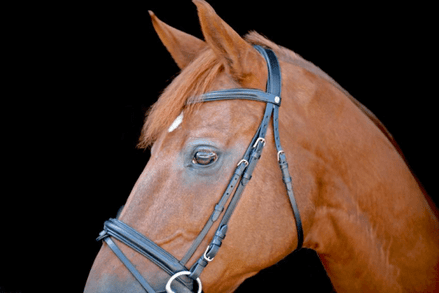 LJ Leathers Hoofdstel New Classic Trenshoofdstellen - Maddelin Equestrian LJ Leathers