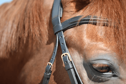 LJ Leathers Hoofdstel New Classic Trenshoofdstellen - Maddelin Equestrian LJ Leathers