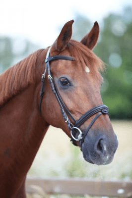 LJ Leathers Hoofdstel New Classic Trenshoofdstellen - Maddelin Equestrian LJ Leathers