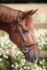 LJ Leathers Hoofdstel New Fancy gecomb. neusriem Trenshoofdstellen - Maddelin Equestrian LJ Leathers