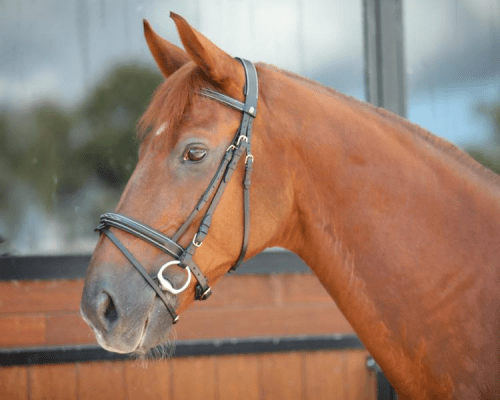 LJ Leathers Hoofdstel New Fancy gecomb. neusriem Trenshoofdstellen - Maddelin Equestrian LJ Leathers