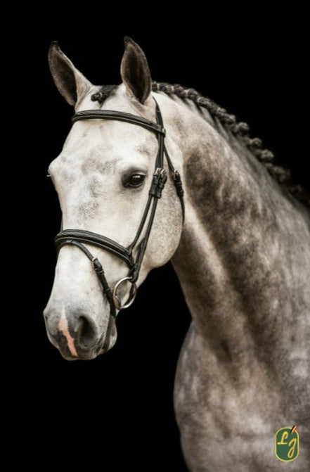 LJ Leathers Hoofdstel ˜New Pro" Trenshoofdstellen - Maddelin Equestrian LJ Leathers