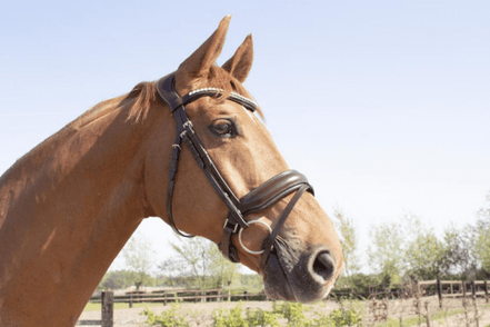 LJ Leathers Hoofdstel Superior Kristal Trenshoofdstellen - Maddelin Equestrian LJ Leathers