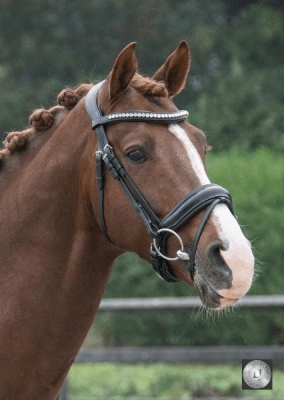 LJ Leathers Hoofdstel Superior Kristal Trenshoofdstellen - Maddelin Equestrian LJ Leathers