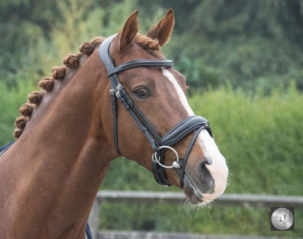 LJ Leathers Hoofdstel Superior Trenshoofdstellen - Maddelin Equestrian LJ Leathers