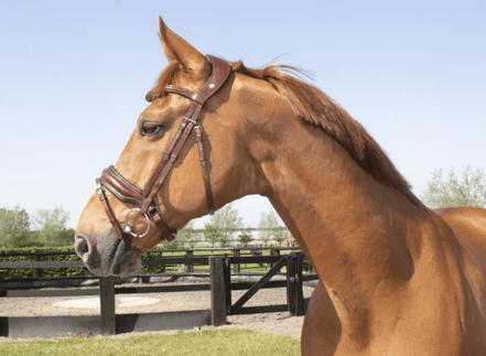 LJ Leathers Hoofdstel Superior Trenshoofdstellen - Maddelin Equestrian LJ Leathers