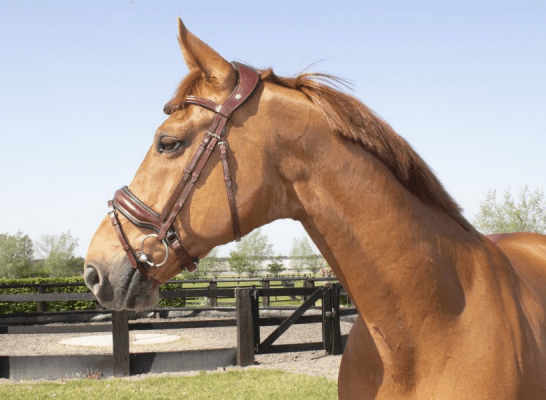 LJ Leathers Hoofdstel Superior Trenshoofdstellen - Maddelin Equestrian LJ Leathers