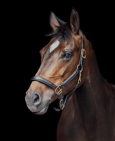 LJ Leathers Lederen halster Fancy Lederen - Maddelin Equestrian LJ Leathers