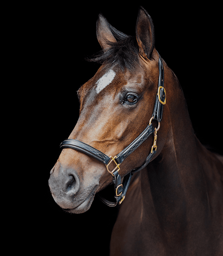 LJ Leathers Lederen halster Fancy Lederen - Maddelin Equestrian LJ Leathers