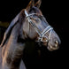 LJ Leathers Pro Selected Hoofdstel Sunline Black Trenshoofdstellen - Maddelin Equestrian LJ Leathers