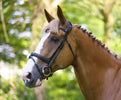 LJ Leathers PS hoofdstel Legendary gekomb. neusriem Trenshoofdstellen - Maddelin Equestrian LJ Leathers