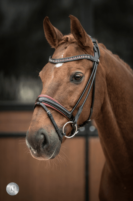 LJ Leathers Syana Stang En Trens Rongenaaid Stang & Trens - Maddelin Equestrian LJ Leathers