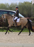 Maddelin Competitie Zadeldek Zadeldoeken - Maddelin Equestrian Maddelin
