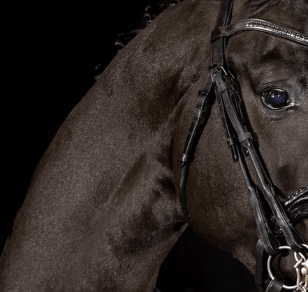 Mrs. Ros Rondgenaaide bakstukken Black Cob Toebehoren hoofdstellen - Maddelin Equestrian Mrs. Ros