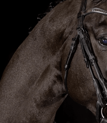 Mrs. Ros Rondgenaaide bakstukken Black Cob Toebehoren hoofdstellen - Maddelin Equestrian Mrs. Ros