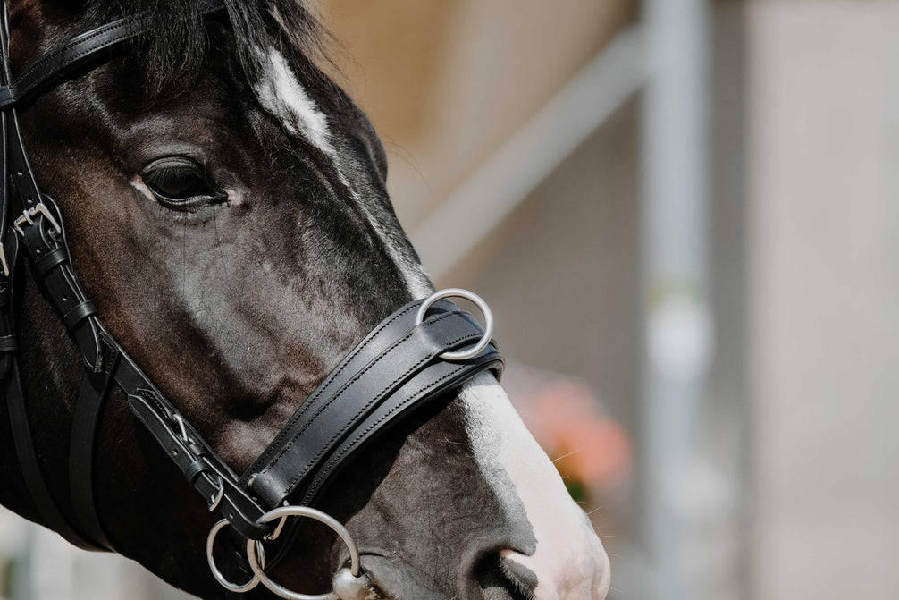 Norton Breed kaptoom Longeerbenodigdheden - Maddelin Equestrian Norton Club