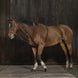 Norton Club Rekbare Hulpteugel Met zachte Inwerking Longeerbenodigdheden - Maddelin Equestrian Norton Club
