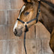 Norton Veulen halster + lijn Veulenhalsters - Maddelin Equestrian Norton Club