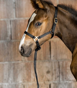 Norton Veulen halster + lijn Veulenhalsters - Maddelin Equestrian Norton Club