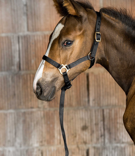 Norton Veulen halster + lijn Veulenhalsters - Maddelin Equestrian Norton Club