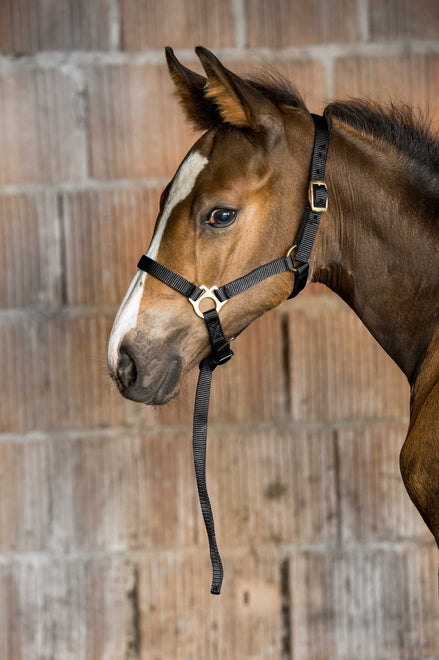 Norton Veulen halster + lijn Veulenhalsters - Maddelin Equestrian Norton Club