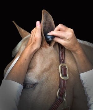 Plughz Ear Plug Oornetjes - Maddelin Equestrian Plughz
