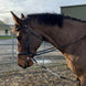 ReinRite Sport Hulpteugels - Maddelin Equestrian ReinRite