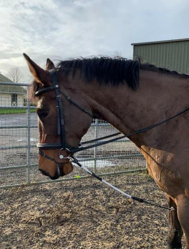 ReinRite Sport Hulpteugels - Maddelin Equestrian ReinRite