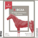 Result Equine R - BCAA Voedingssupplementen - Maddelin Equestrian Result Equine