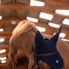 Samshield Flyshield Oornetje Swarovski Oornetjes - Maddelin Equestrian Samshield