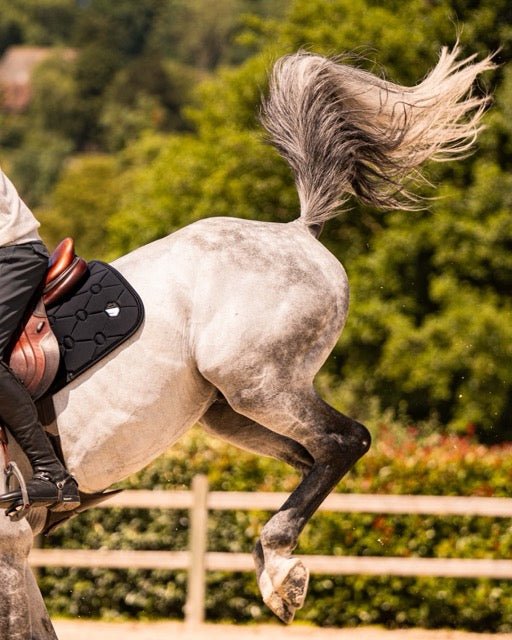 Samshield Spineshield Zadeldek Embroidery Zadeldoeken - Maddelin Equestrian Samshield