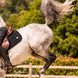 Samshield Spineshield Zadeldek Swarovski Zadeldoeken - Maddelin Equestrian Samshield