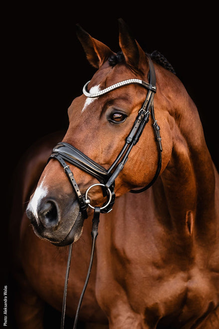 Schockemöhle SP Isabell Werth Johnny Hoofdstel Anatomisch Trenshoofdstellen - Maddelin Equestrian Schockemohle