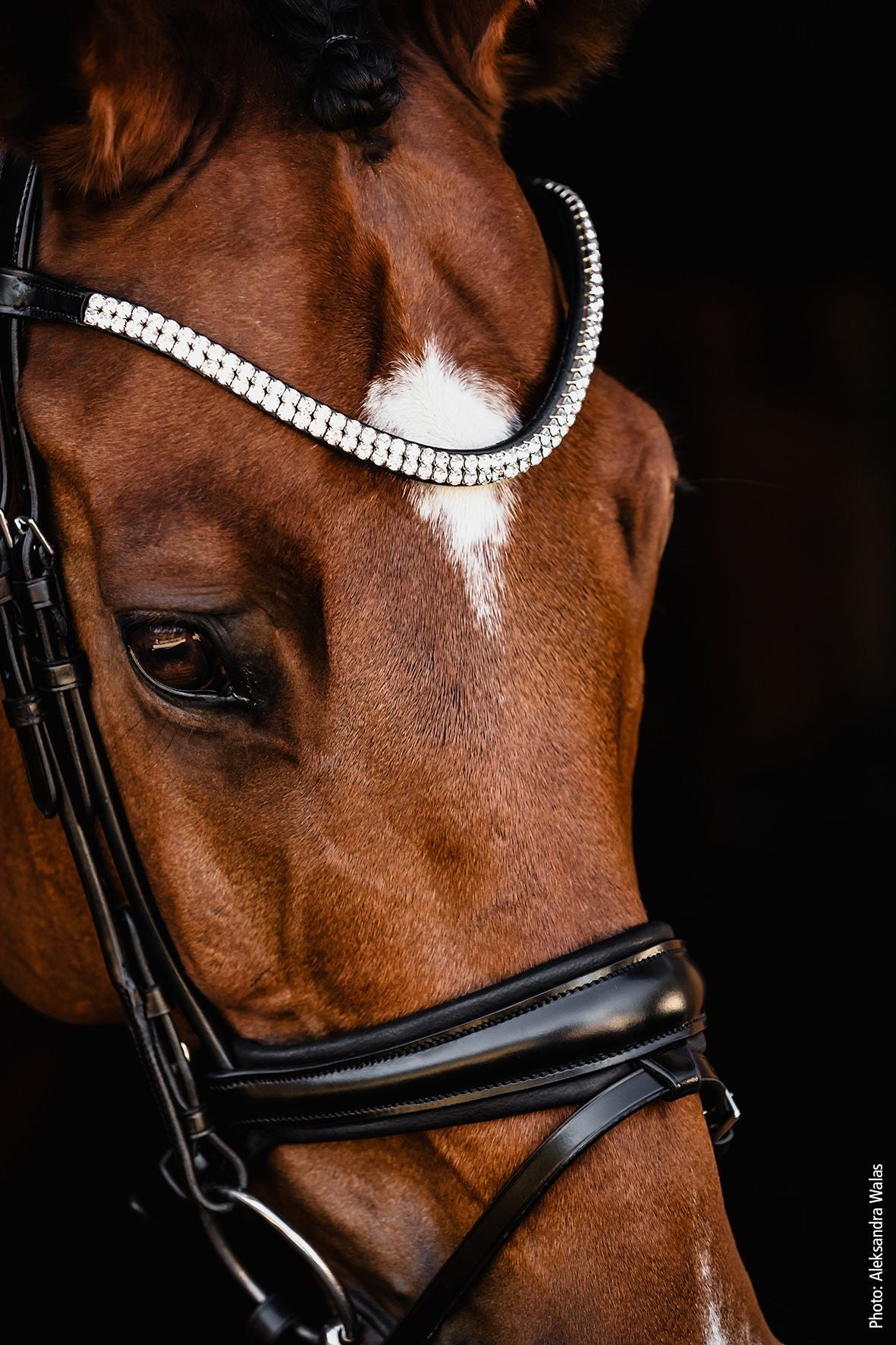 Schockemöhle SP Isabell Werth Johnny Hoofdstel Anatomisch Trenshoofdstellen - Maddelin Equestrian Schockemohle