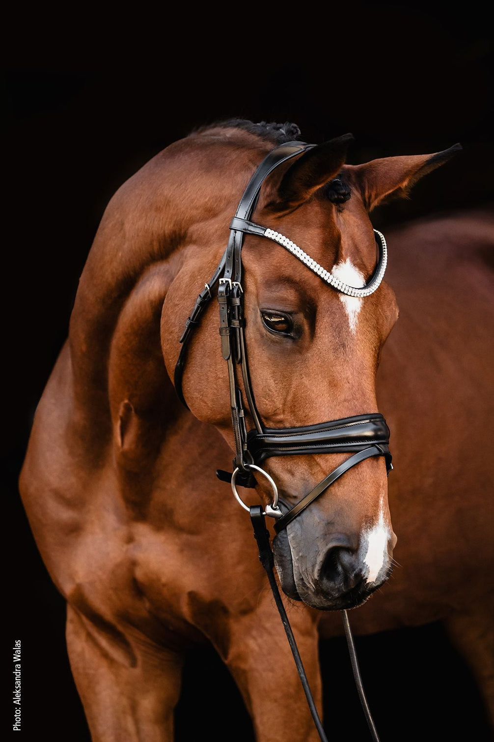 Schockemöhle SP Isabell Werth Johnny Hoofdstel Anatomisch Trenshoofdstellen - Maddelin Equestrian Schockemohle