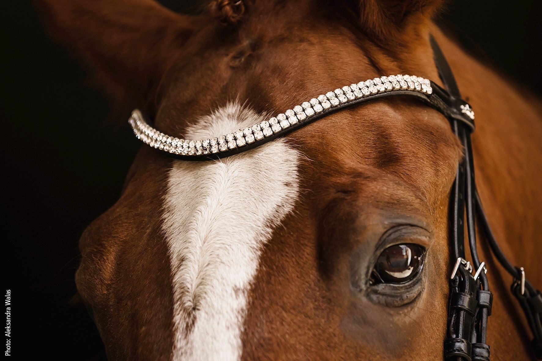 Schockemöhle SP Isabell Werth Johnny Hoofdstel Anatomisch Trenshoofdstellen - Maddelin Equestrian Schockemohle