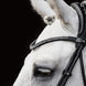 Schockemöhle Hoofdstel SP Isabell Werth Satchmo Trenshoofdstellen - Maddelin Equestrian Schockemohle