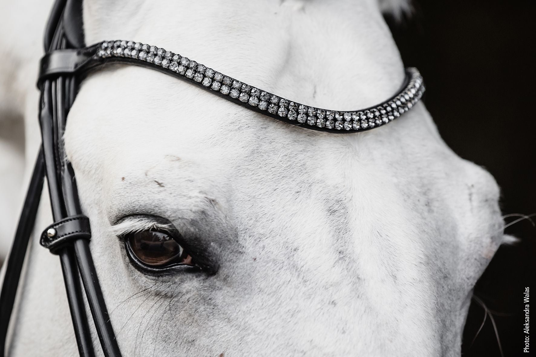 Schockemöhle Hoofdstel SP Isabell Werth Satchmo Trenshoofdstellen - Maddelin Equestrian Schockemohle