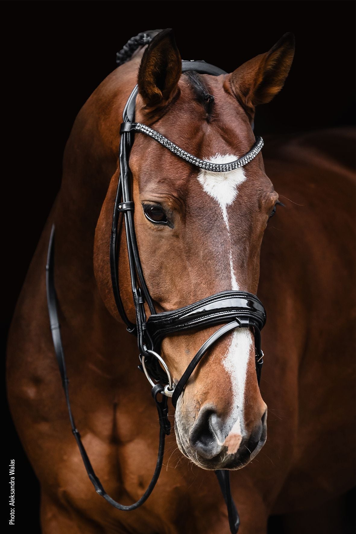 Schockemöhle Hoofdstel SP Isabell Werth Satchmo Trenshoofdstellen - Maddelin Equestrian Schockemohle