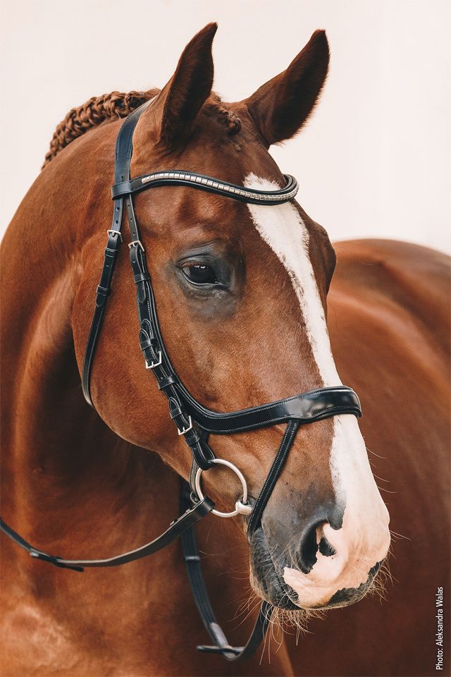 Schockemöhle Bakstukken Equitus Omega Trenshoofdstel Toebehoren hoofdstellen - Maddelin Equestrian Schockemohle