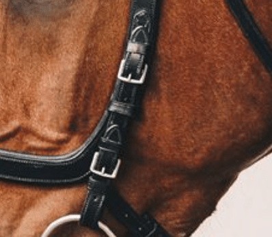 Schockemöhle Bakstukken Equitus Omega Trenshoofdstel Toebehoren hoofdstellen - Maddelin Equestrian Schockemohle