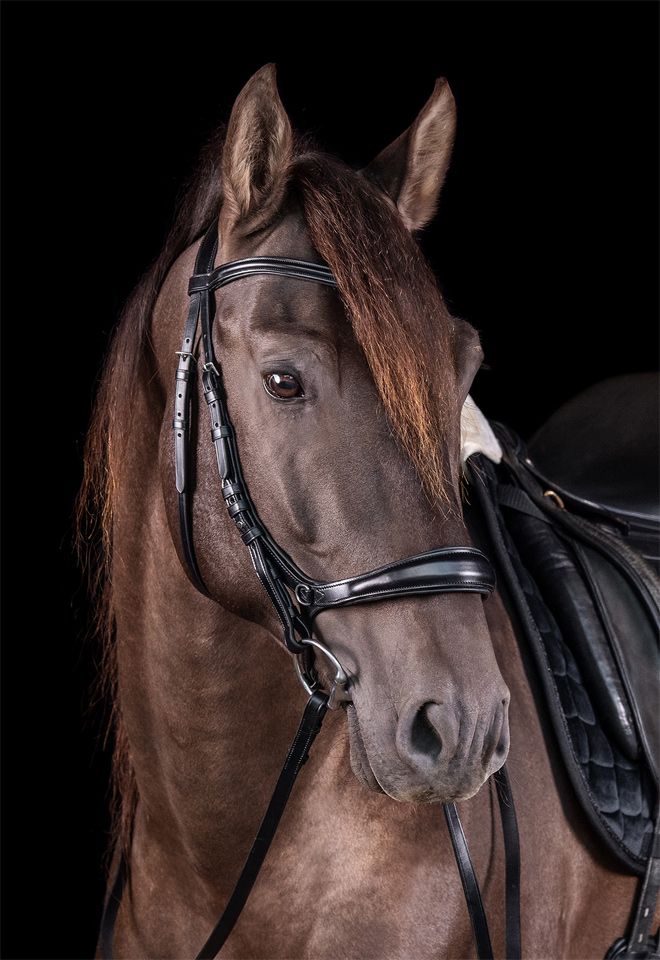 Schockemöhle Bakstukken Equitus Theta bitloos/trenshoofdstel Toebehoren hoofdstellen - Maddelin Equestrian Schockemohle