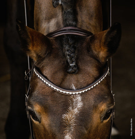Schockemöhle Brantford Anatomical Hoofdstel Trenshoofdstellen - Maddelin Equestrian Schockemohle