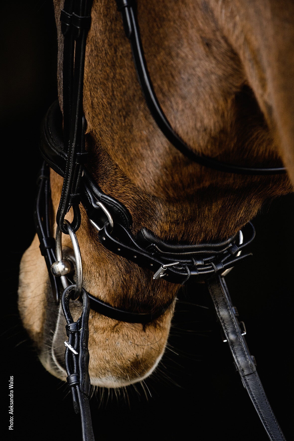 Schockemöhle Brantford Anatomical Hoofdstel Trenshoofdstellen - Maddelin Equestrian Schockemohle
